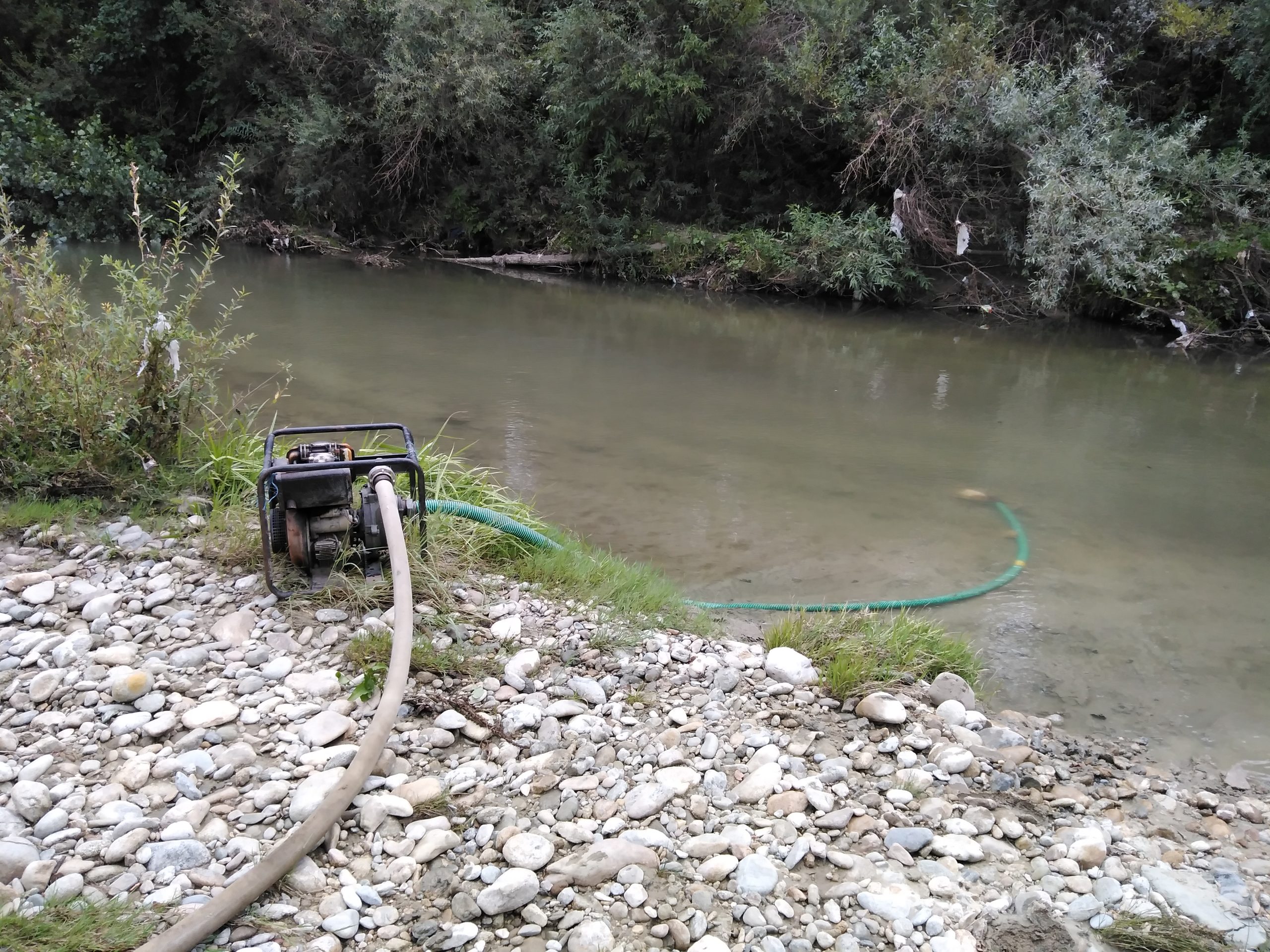Irigăm puțin puieții, cât să le stingem setea