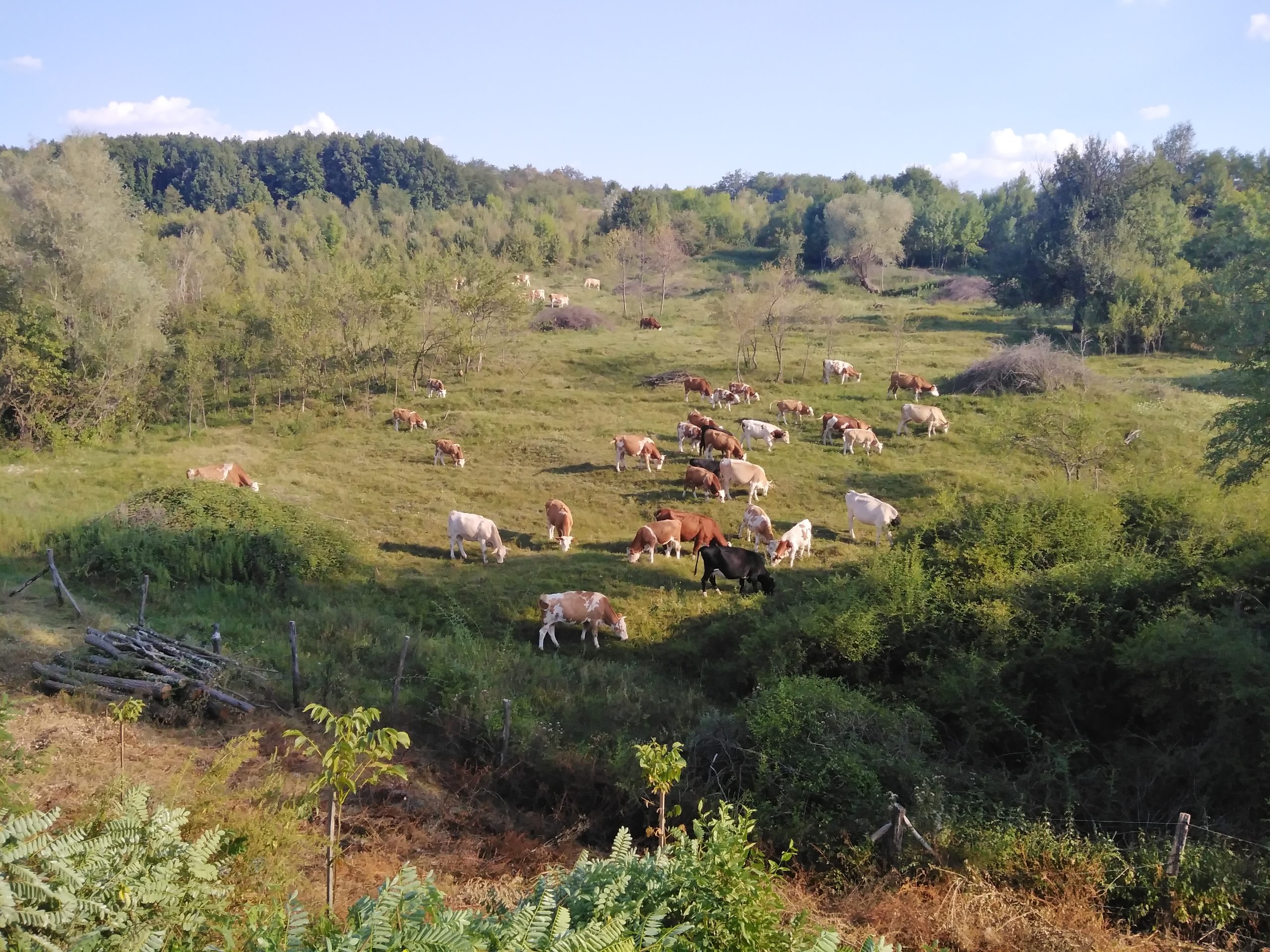 Văcuțe pe pășune