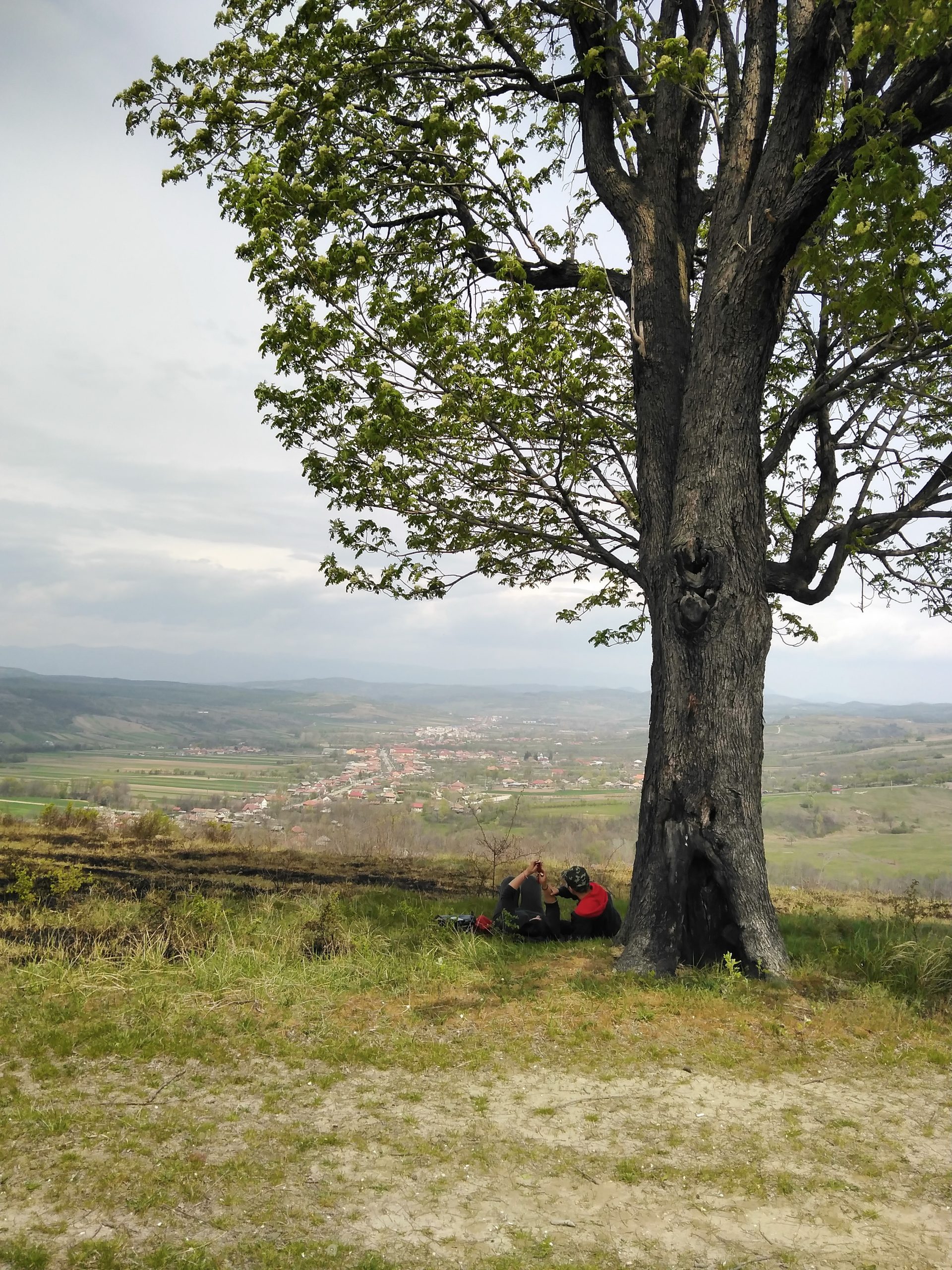 La scoruș
