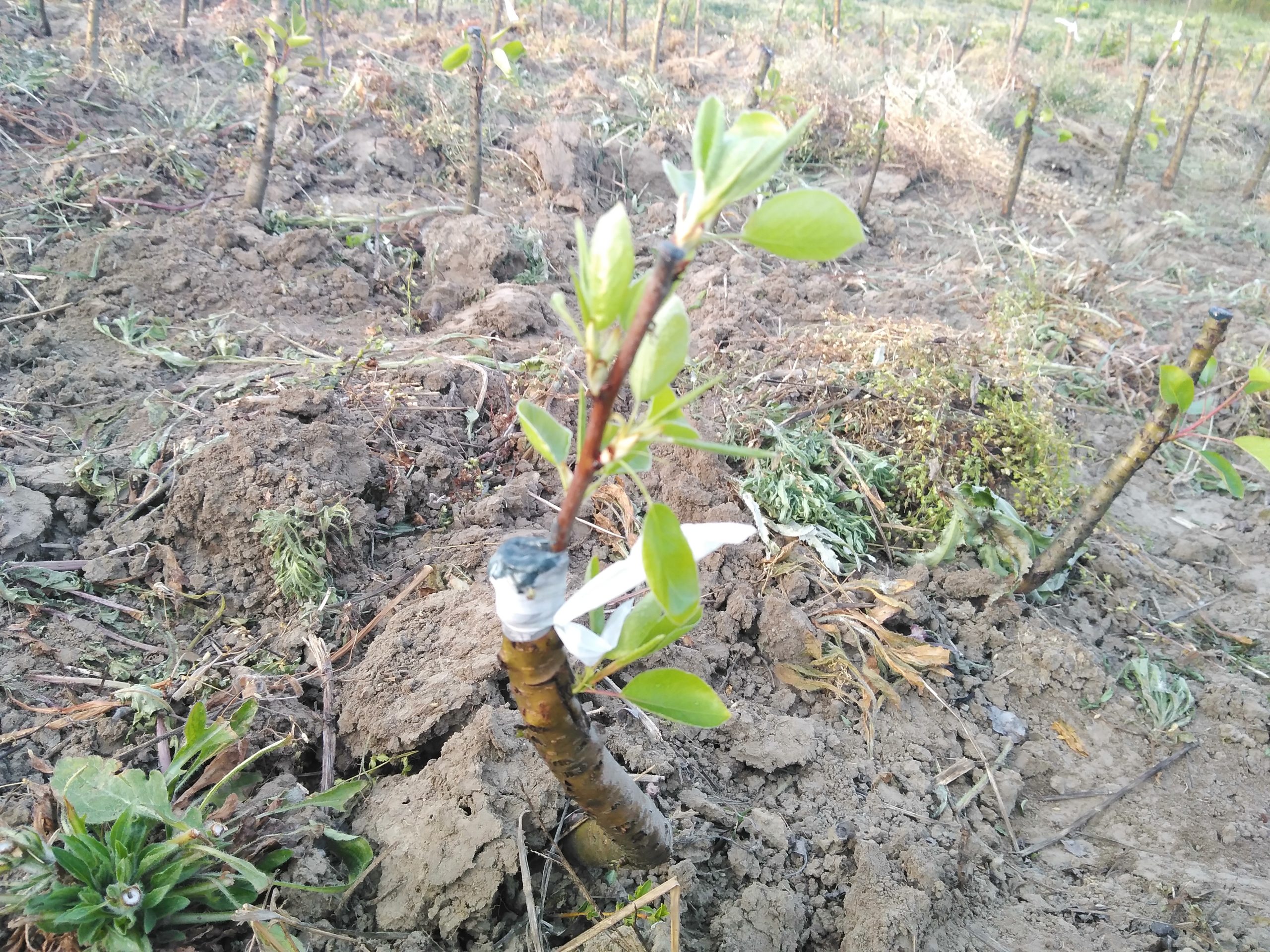 Altoi de păr