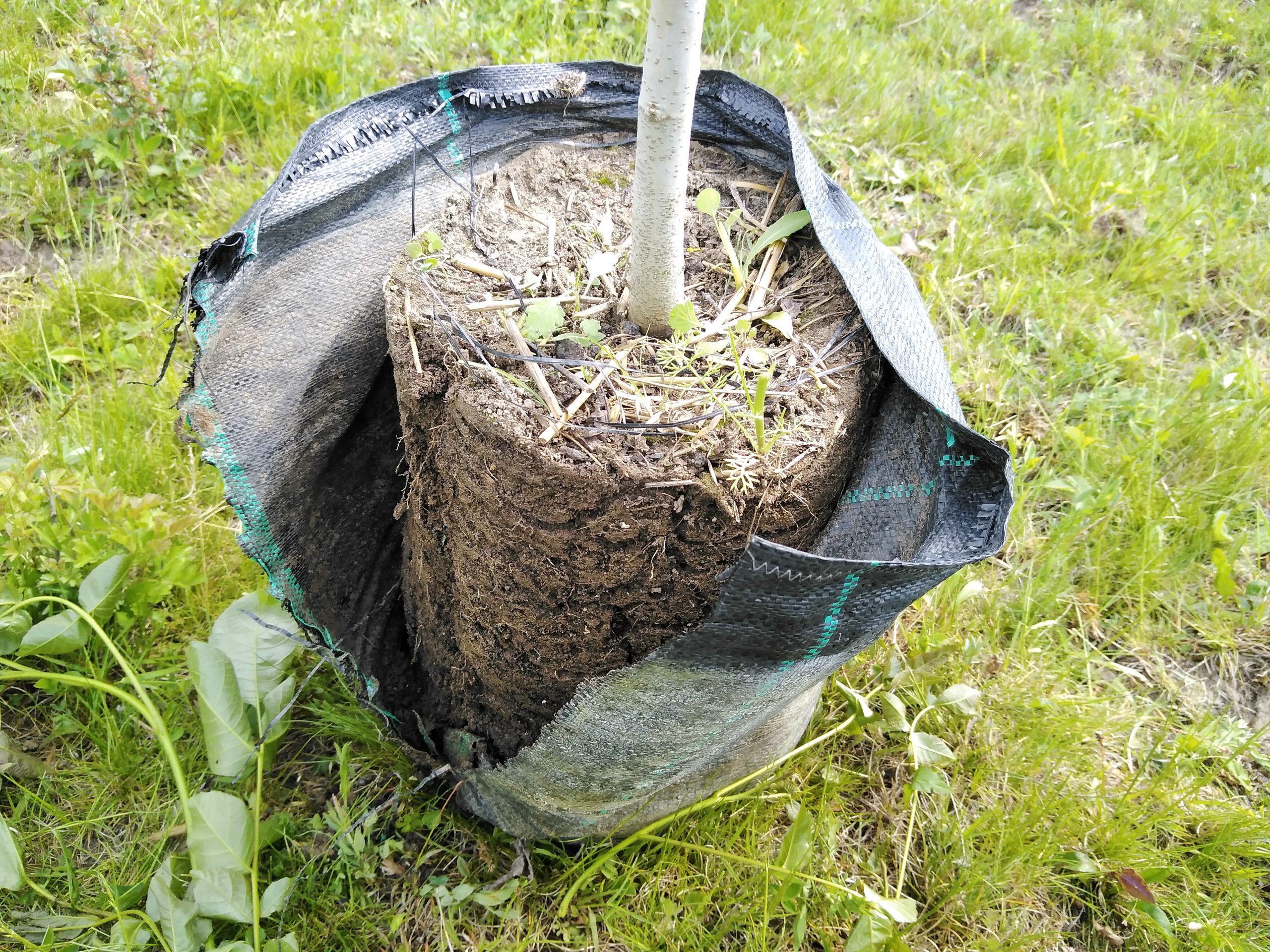 Poze de la plantarea nucilor