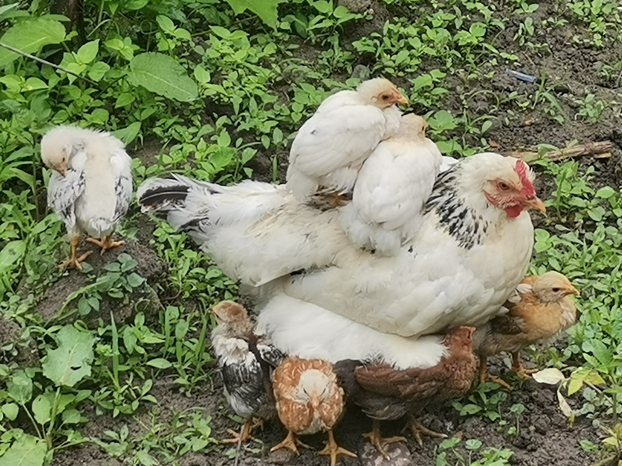 Cloșcă / transport în comun