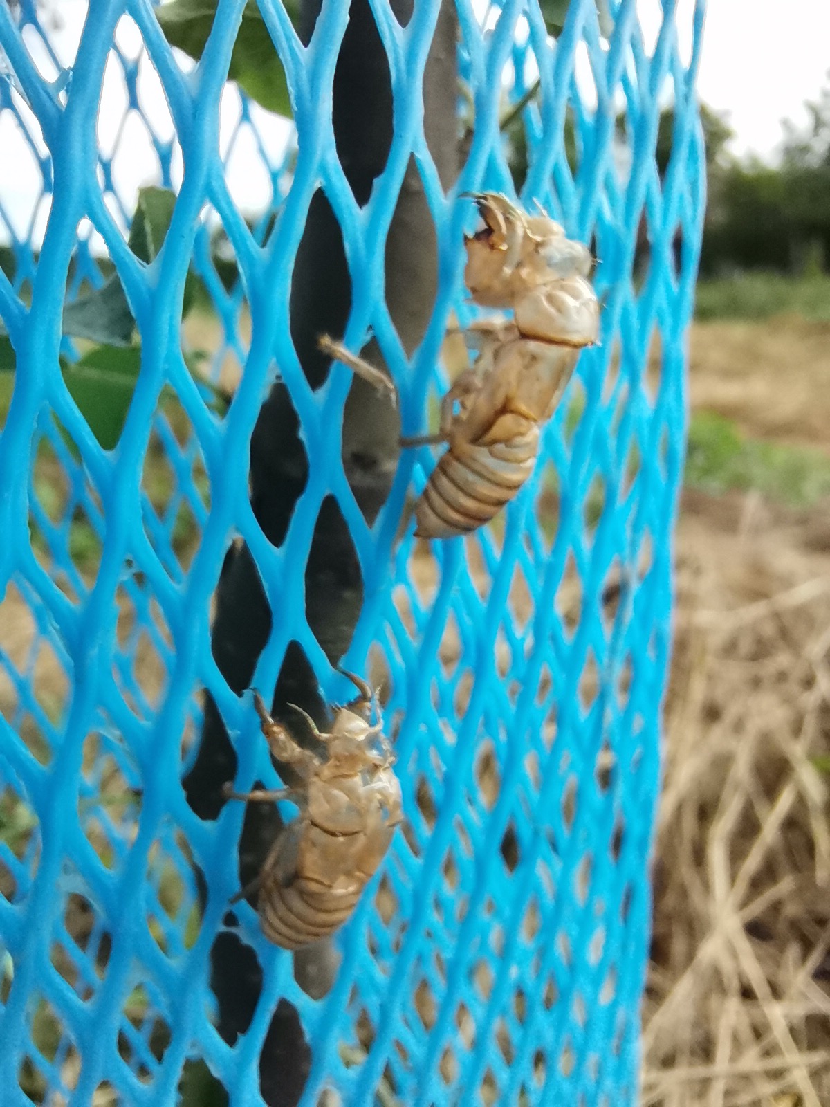 Exoschelete de cicadă