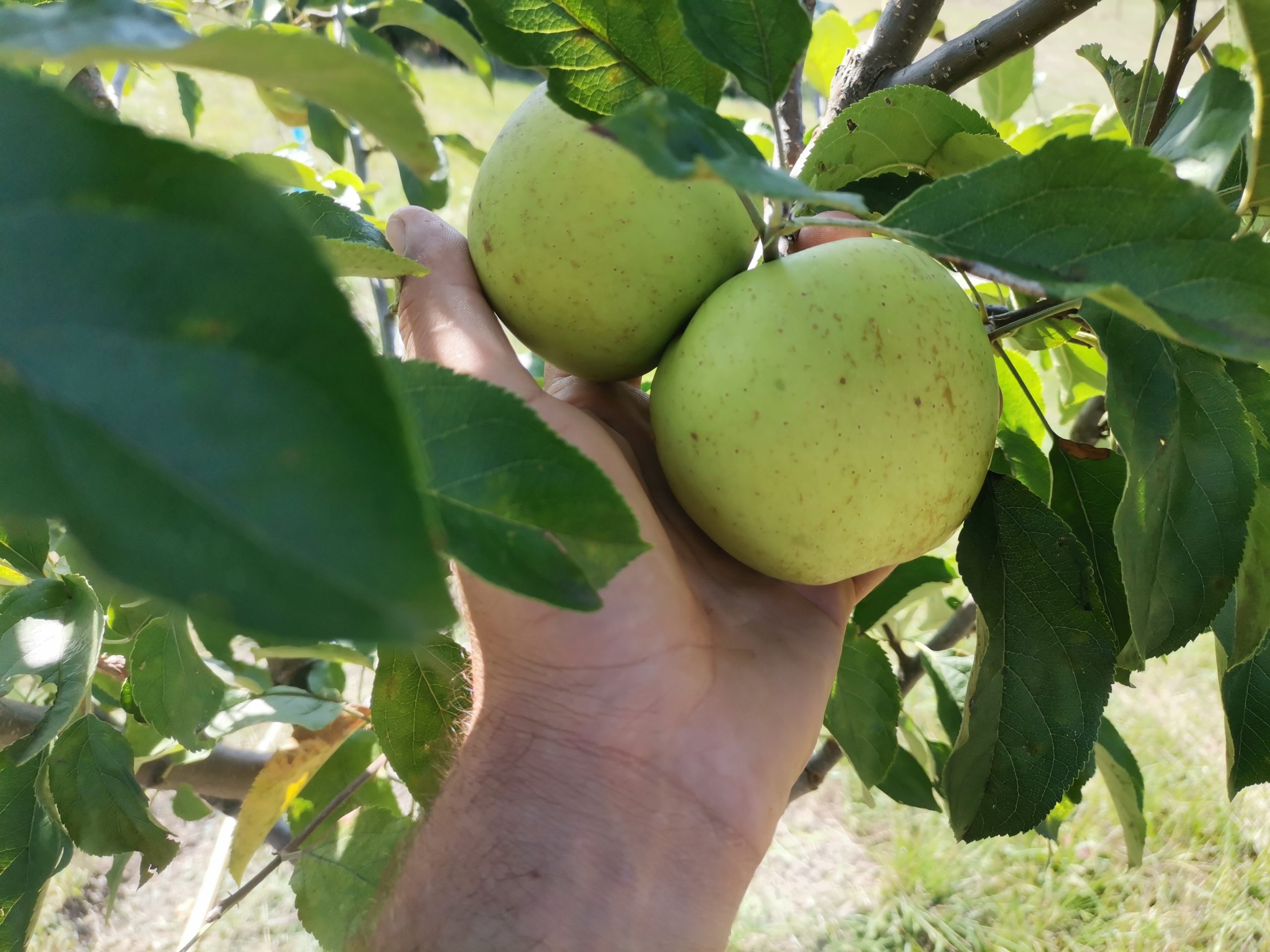 Merii dau primele roade ecologice