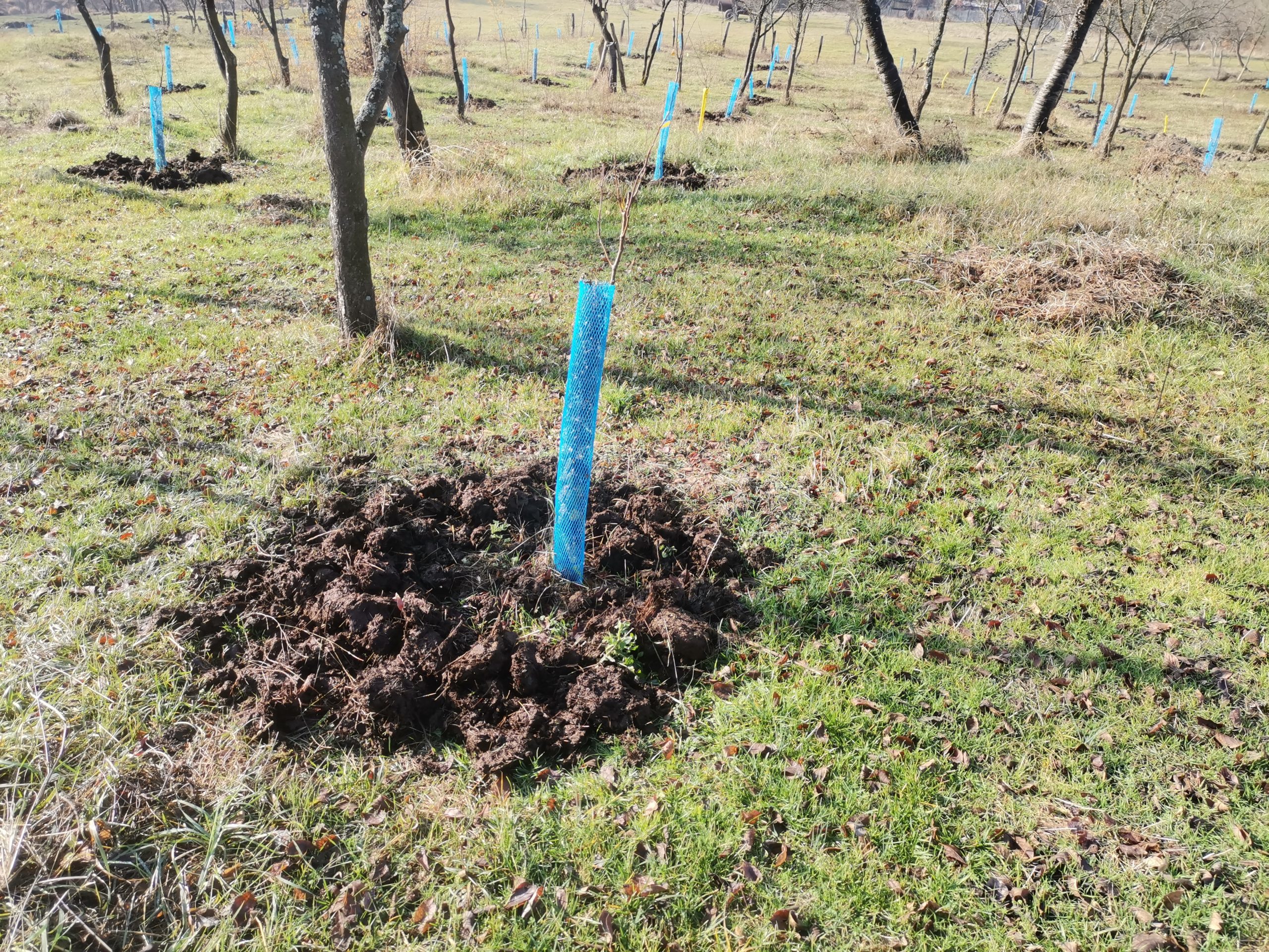 Fertilizare cu bălegar