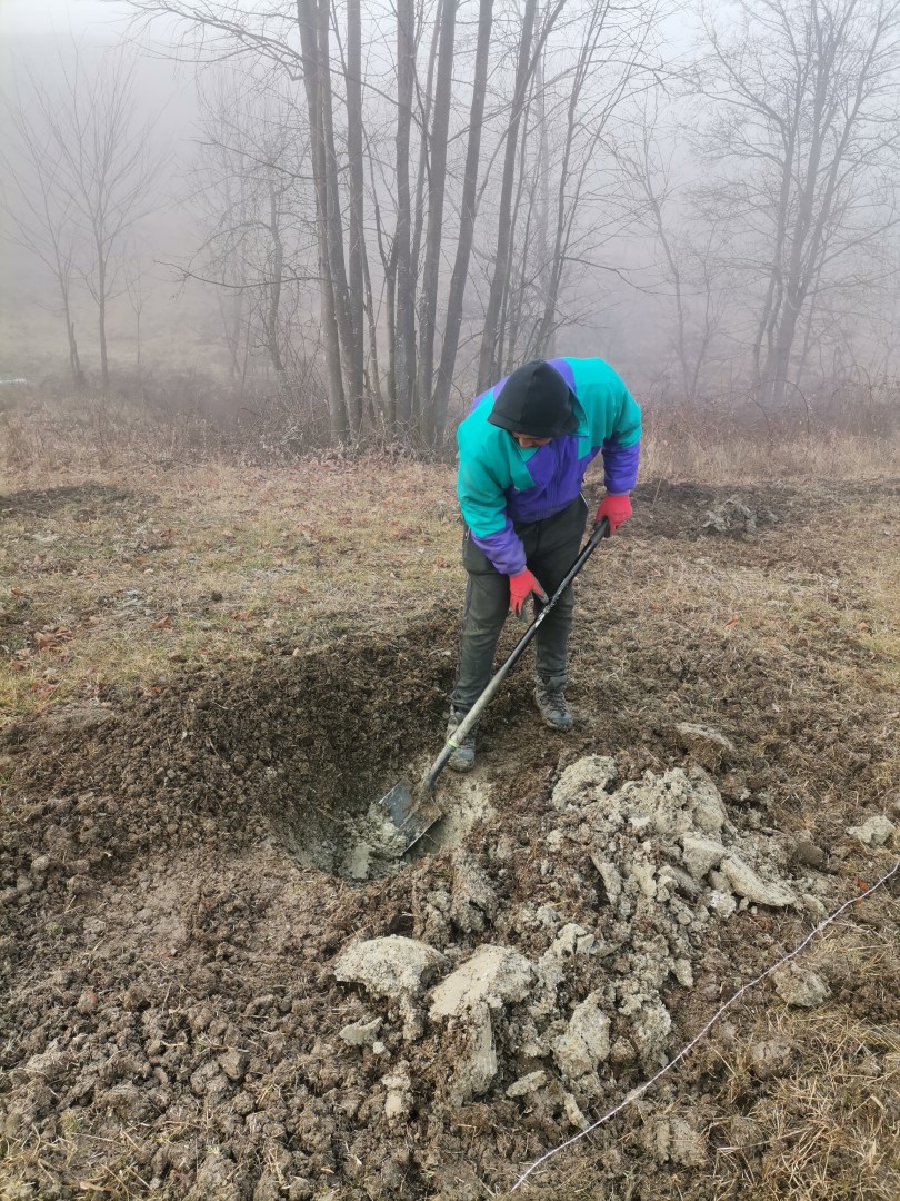 Plantarea cireșilor