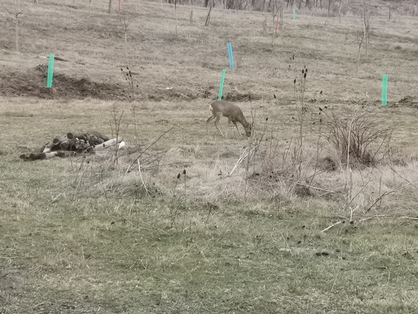 Căprioare și zăpadă