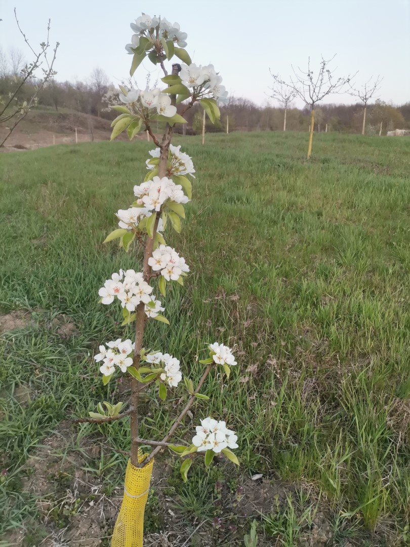 Au înflorit perii plantați anul trecut