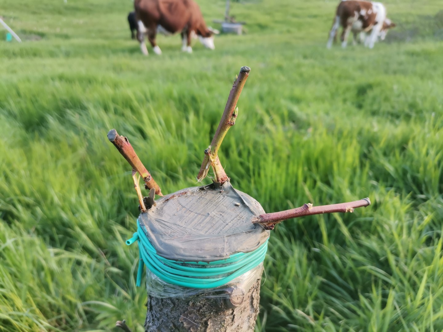 Vacile pe lângă pomi nu sunt bune