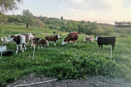 Vițeii se învață cu gardul electric
