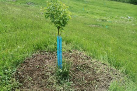 Prima sapă la pomișori, să-i scăpăm de buruieni