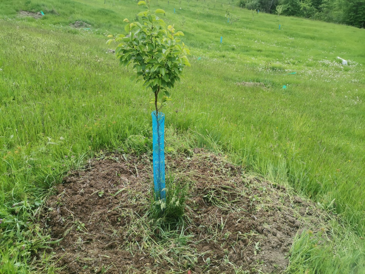 Prima sapă la pomișori, să-i scăpăm de buruieni