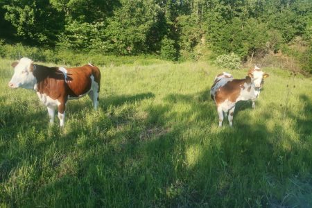Văcuțele s-au mutat pe pășune nouă