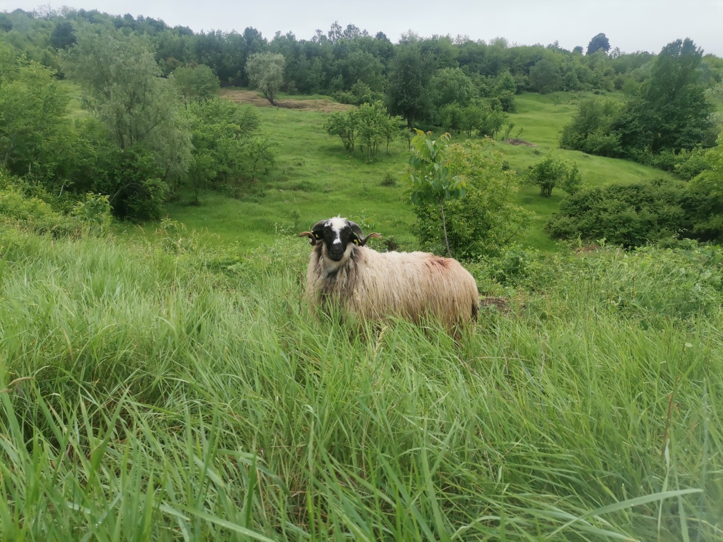 Oile în livada de nuci