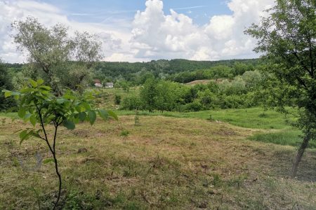 Cosesc din nou pe locul unde am tăiat porumbarii