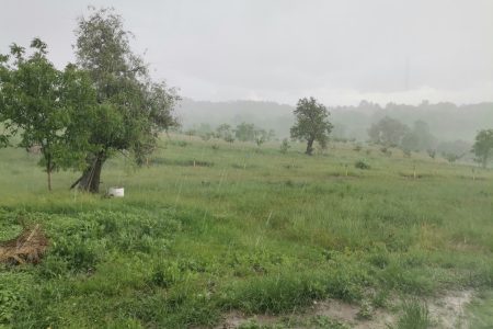 O ploaie sănătoasă