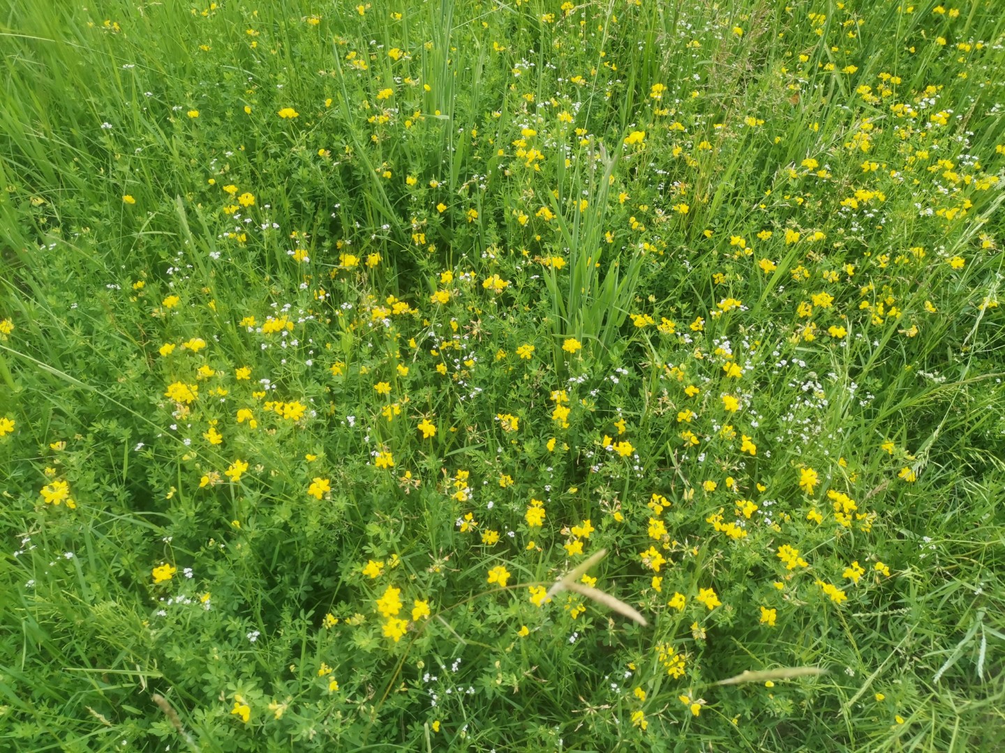 Flori de fânețe, galben pe verde