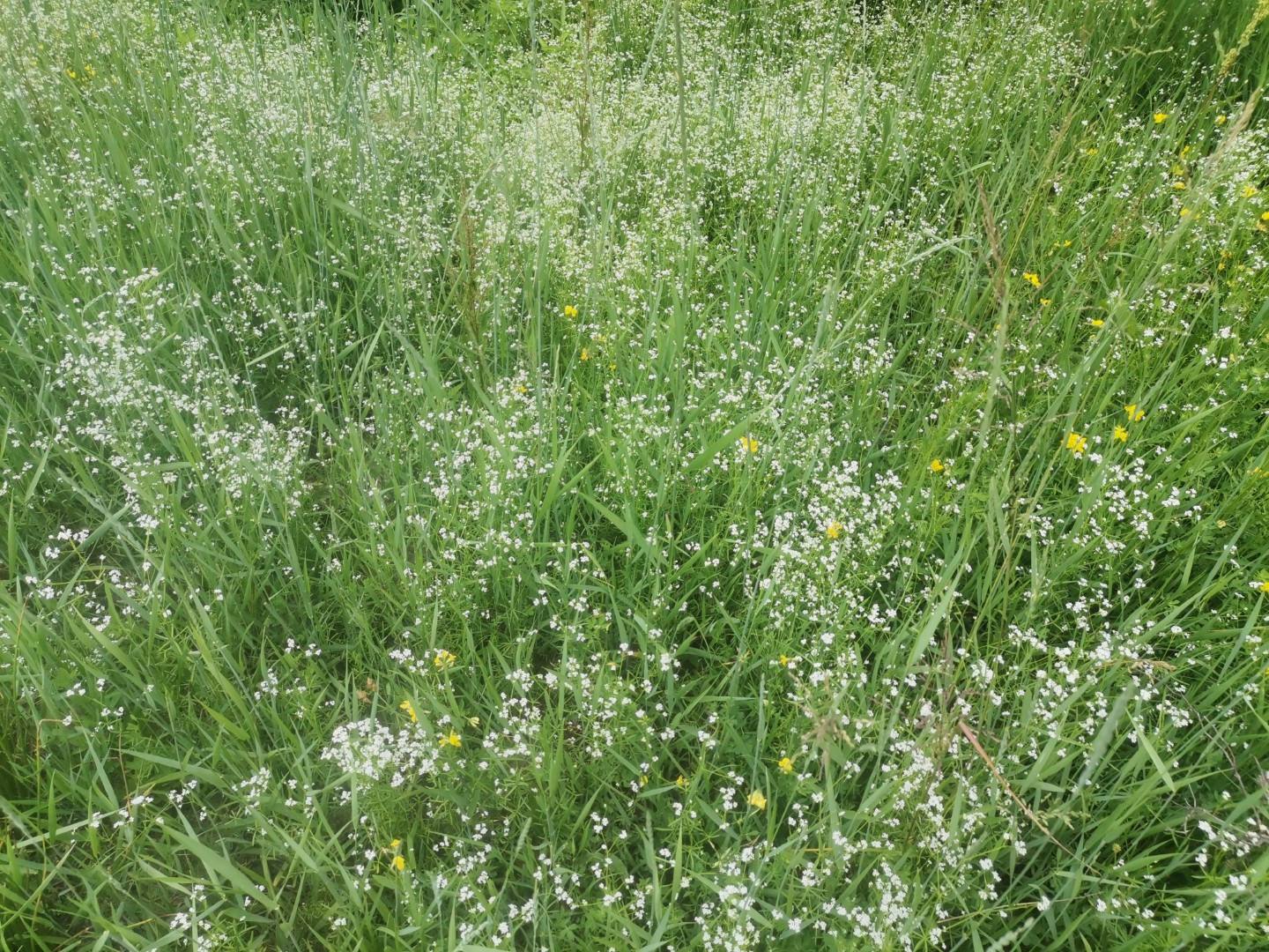 Flori de fânețe alb cu verde