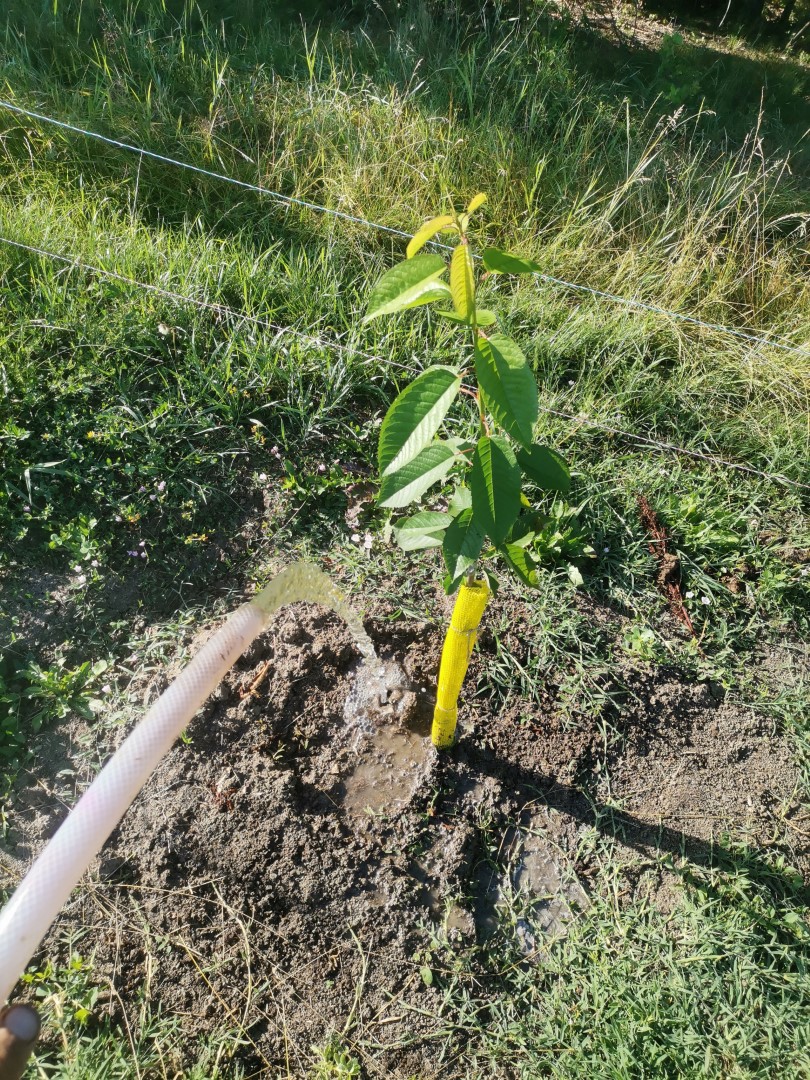 Cireșii au nevoie de puțină apă