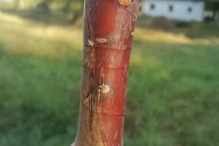 Sudură la altoire prin copulație perfecționată, vișin pe cireș sălbatic