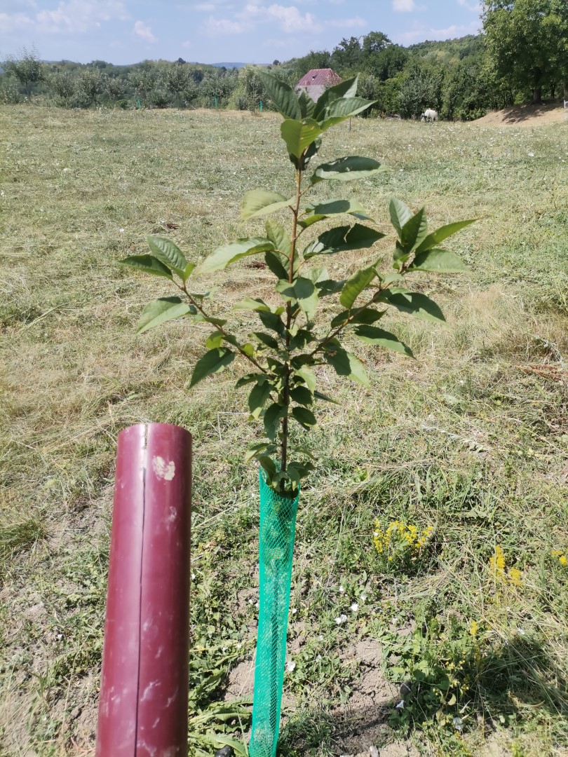 Ce prostii mai fac căprioarele