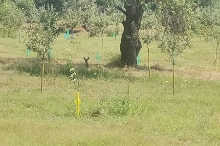 Mirosul perelor fermentate atrage căprioarele ca un magnet