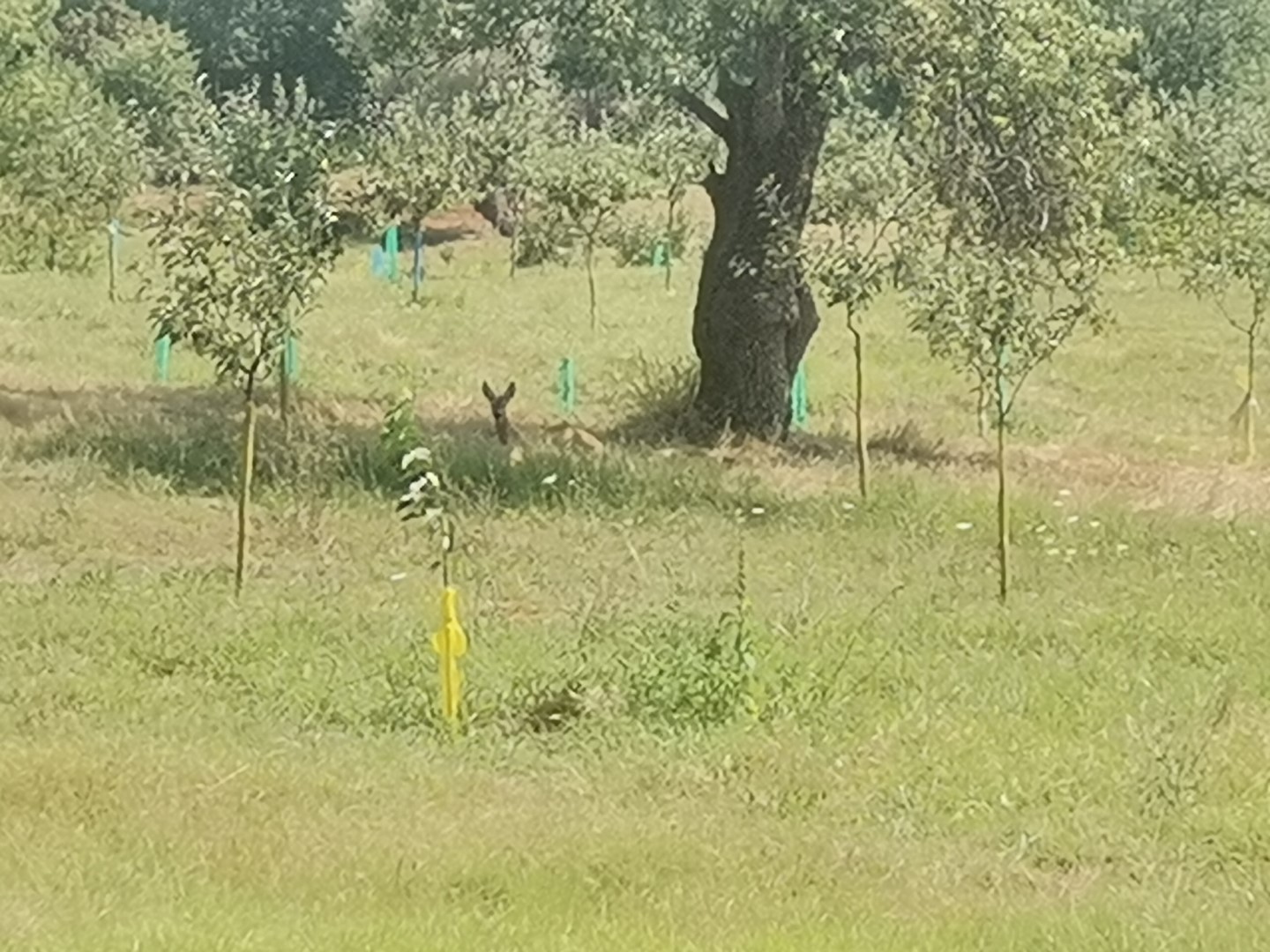 Mirosul perelor fermentate atrage căprioarele ca un magnet