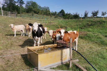Văcuțele se trag mai aproape de casă când vin la adăpat