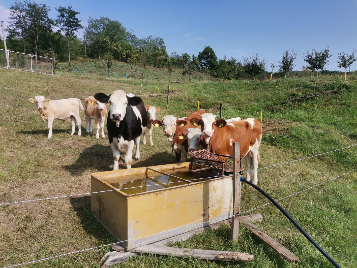 Văcuțele se trag mai aproape de casă când vin la adăpat