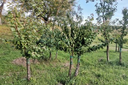 Piersicii și caișii altoiți pe prun în primăvară