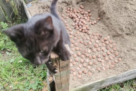 Nuci la germinat