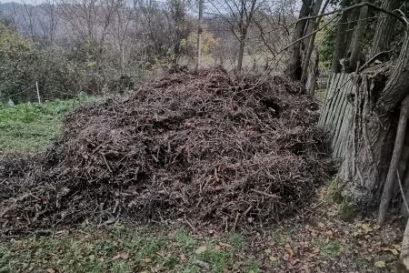 Toate crengile tocate vara asta