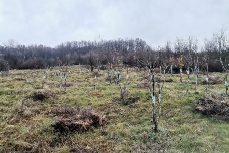 Ultimele lucrări prin livadă înainte de venirea iernii