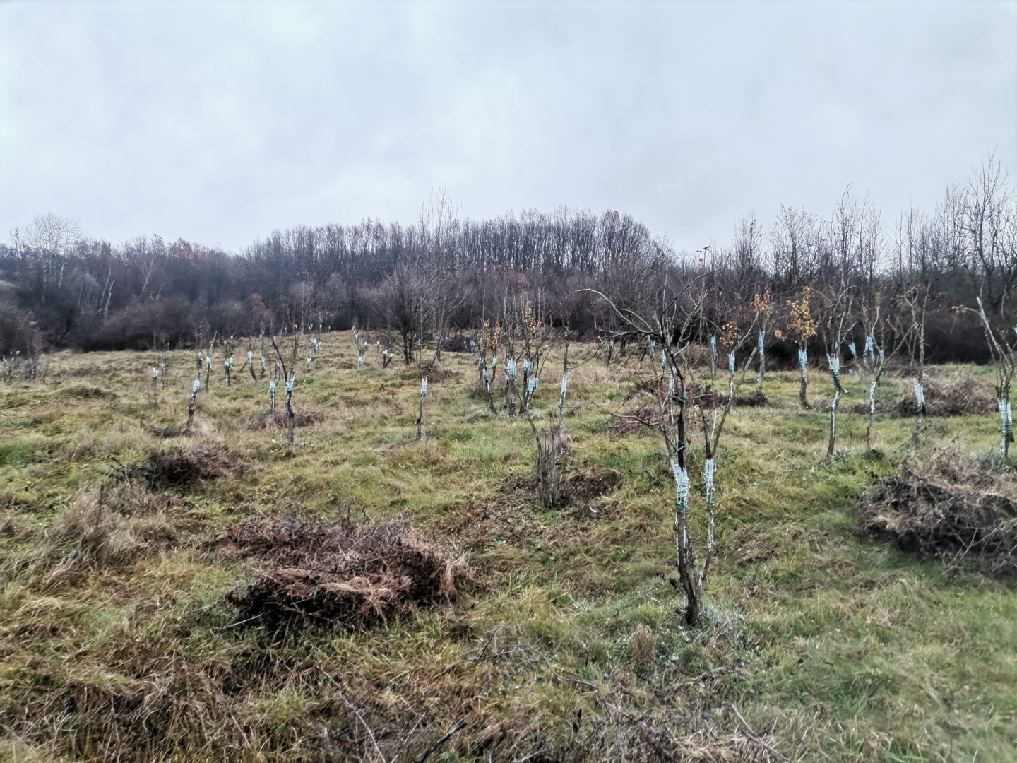 Ultimele lucrări prin livadă înainte de venirea iernii