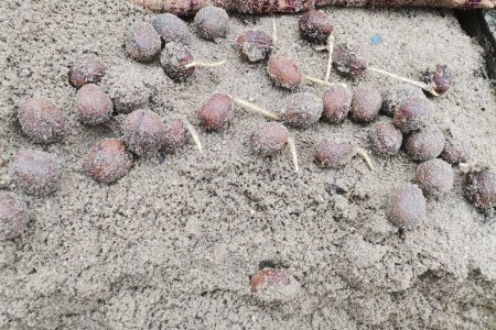 Nucile au germinat înainte de vreme, a fost prea cald afară