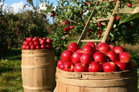 Comisia Europeană a luat decizia de a solicita statelor membre ca până în 2030 să ajungă la un procent de 25% agricultură ecologică