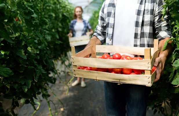 Anual, fermierii care fac agricultură ecologică au obligația să-și înregistreze activitatea la Direcțiile Județene Agricole, până la data de 16 mai. Vezi documentele necesare