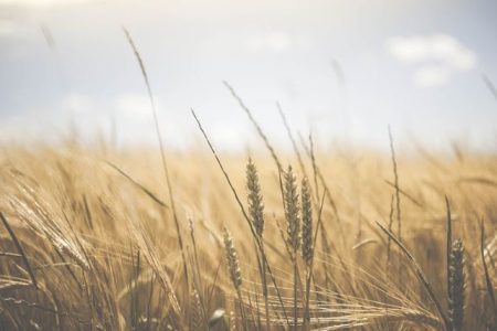 România, pe locul 5 de la coadă la agricultură ecologică, sub 5% din suprafața agricolă fiind cultivată ecologic