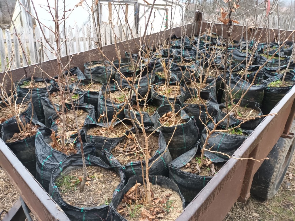 Plantăm puieții de alun, castan și vișini
