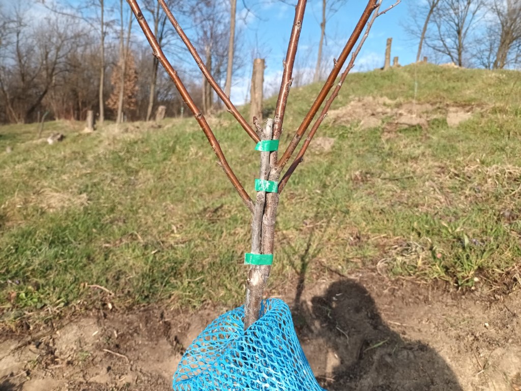 Retezarea cepului la puieții de cireș