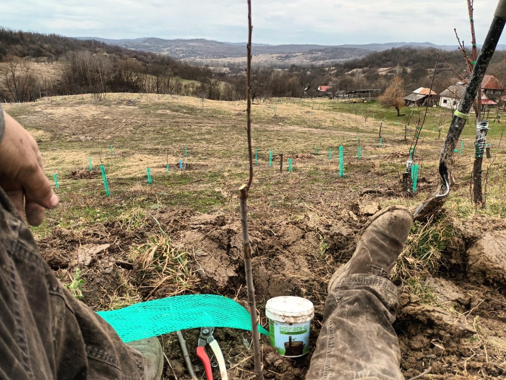 Retezarea cepului la puieții de cireș altoiți în câmp anul trecut