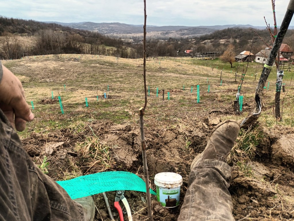 Retezarea cepului la puieții de cireș