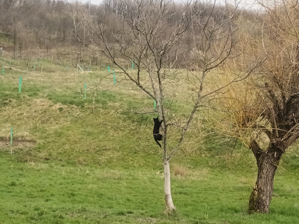 Pisoii au descoperit ce poți face cu un set de gheare