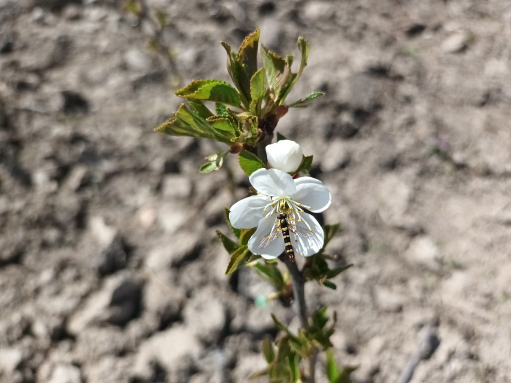 Sphaerophoria scripta pe o floare de vișin