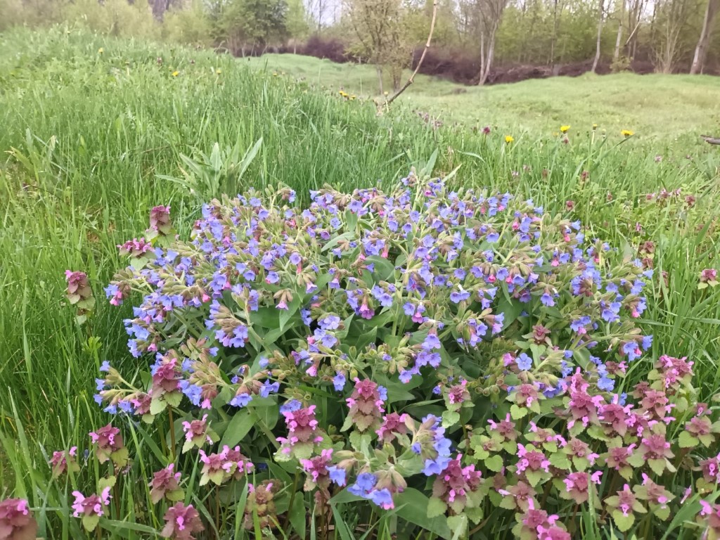 Un buchet de plante medicinale. Plămânărică (Pulmonaria officinalis) și urzică moartă (Lamium purpureum)