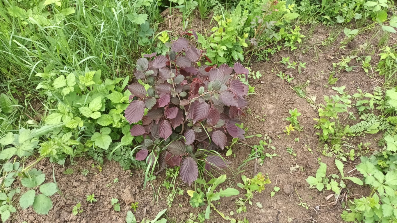 Un alun plantat în primăvară, crescut din alună