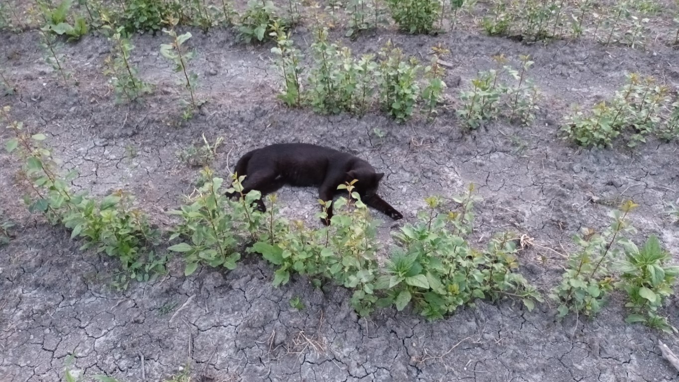 Biți e de părere că trebuie să spargem crusta formată după ploaie