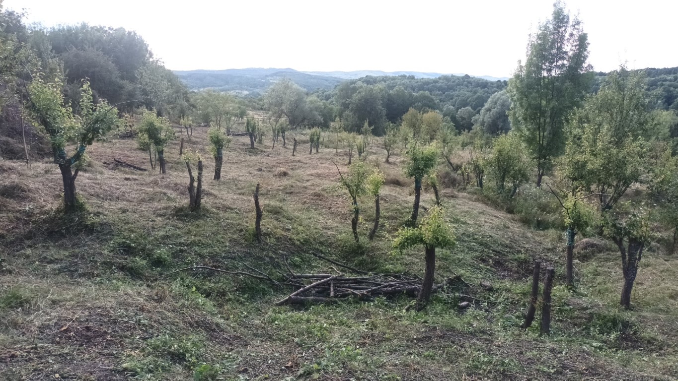 Perii altoiți în primăvară au nevoie de tăieri și susținere