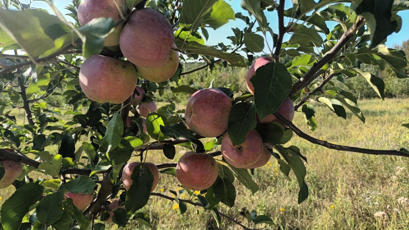 Părăușanu Ionuț – Producător de mere și prune ecologice în Sinești, județul Vâlcea
