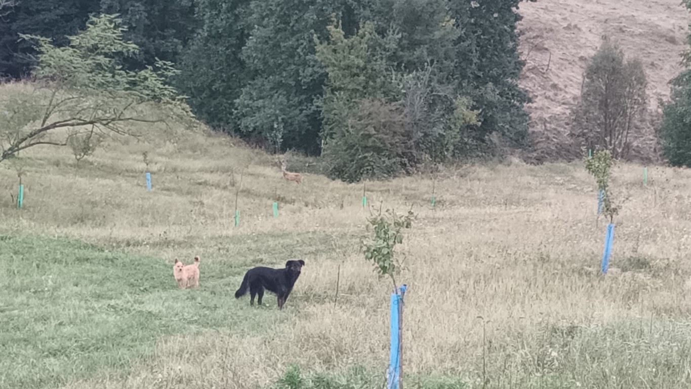 Câteva momente înainte să vadă căprioara